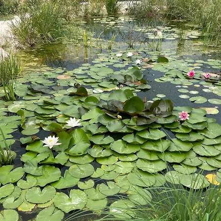 La Casetta Di Marzapane Casa-natura Lägenhet Senigallia