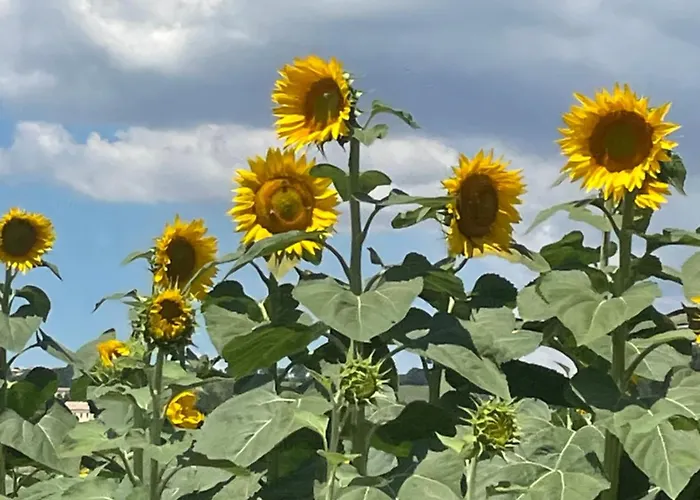 La Casetta Di Marzapane Casa-natura